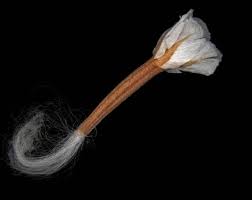 Image result for Ursinia montana