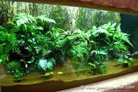 Do With Birds Also One Of The Best Things About This Tank For Me Is The Amount Of Semi Aquatics In The Front Giving T Water Terrarium Vivarium Nature Aquarium
