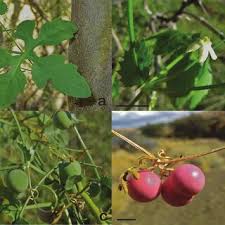 Image result for Trochomeria debilis