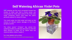 I have also included guides on how to use self watering pots & care guide for african violets. African Violets Self Watering Pots