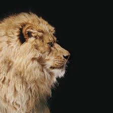 Check spelling or type a new query. Lion Profile By Gk Hart Vicky Hart