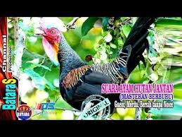 Suara Ayam Hutan Jantan Bersih Tanpa Noise Cocok Buat Berburu Masteran Amo Animais Animais Passaros