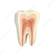 Image result for Tooth Anatomy
