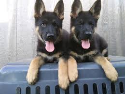 Black And Red German Shepherd Puppies For Sale In Nj Ddr East German Shepherd Puppies For Sale In Texas 7 In 2020 German Shepherd Puppies Shepherd Puppies Puppies For Sale