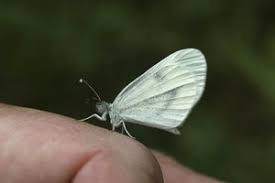 We did not find results for: Wood White Butterfly Free Stock Photos Rgbstock Free Stock Images Micromoth September 17 2010 10