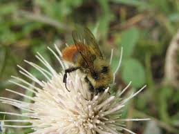 Best flowers for honey bees canada. The Buzz About Native Bees Alberta Wilderness Association