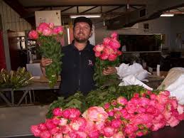 Send flowers online florists australia, buy flowers online for delivery around australia. Wholesale Bagala Bros Australia