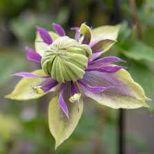 Image result for Clematis costata