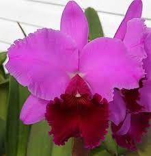 Lc Betty Ford York Orchid Board Most Complete Orchid Forum On The Web Orchid Care Beautiful Orchids Cattleya Orchid