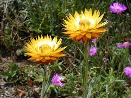 Image result for Helichrysum sulfureofuscum