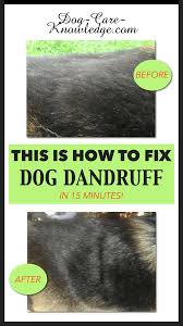French bulldog shedding depends on different factors such as age, weather, genes, and nutrition. Dog Dandruff This Is How To Fix It In 15 Minutes