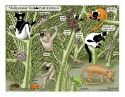 The madagascar hissing cockroach even begins its life in an unusual manner. Madagascar Rainforest Animals And Plants