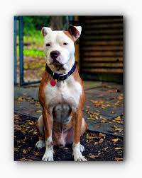 Pitbulls Tattoo Videos Of Pit Bulls Barking Press Visit Link Above For More Options Pitbullsquotes Pitbullsbr Pitbulls Pitbull Dog Pitbull Dog Attack