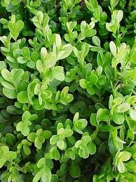 Image result for Buxus