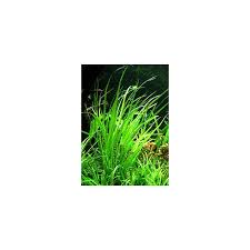 Image result for Blyxa aubertii