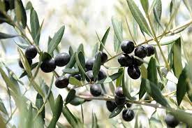 Maybe you would like to learn more about one of these? 10 Varieties Of Fruiting Olive Trees You Can Grow