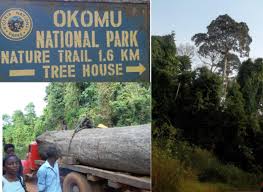 Society for Conservation Biology | Salvaging Okomu National Park from Ruin: Proposals for Sustainability in Critical Times
