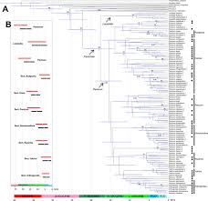 Image result for Panicum heterostachyum
