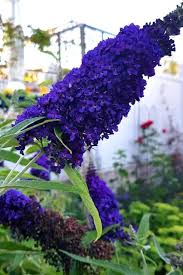 Check spelling or type a new query. Butterfly Bush Varieties 20 Different Types Of Butterfly Bushes To Grow