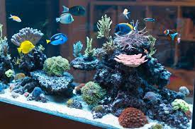 Cantiknya memelihara lele hias atau lele putih apapun jenis akuariumnya sangat cocok untuk diisi ikan lele hias ini. 7 Tips Membuat Aquarium Air Laut Yang Perlu Diketahui Bukareview