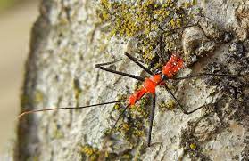 Do milkweed assassin bugs hibernate in the winter? Milkweed Assassin Bug Nymph What S That Bug