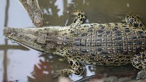 Boy, 3, seriously injured in zoo's crocodile enclosure undergoes five surgeries and faces more, family says