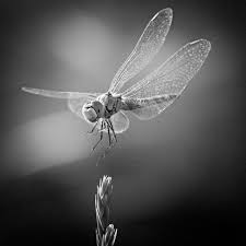 Black And White Insect With Wings Holga Camera Google Images Butterfly Black And White Insect Photography Black N White Images