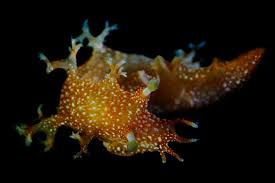 Image result for Tritonia