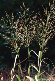 Image result for Aizoon virgatum