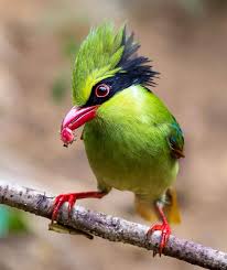 Best Bird Shots On Instagram Congrats To Imkhalidsharif For His Best Bird Shot Of Green Magpie Beautiful Ca In 2020 Beautiful Birds Animals Beautiful Pet Birds