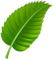 Green Leaf Png Clip Art Leaves Leaf Template Green Leaves
