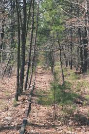 We did not find results for: Hiking At Wharton State Forest One Raw Bite