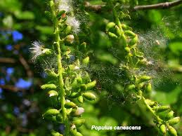 Image result for Populus ×  canescens