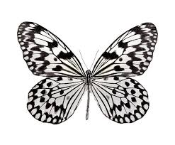 Black And White Striped Butterfly Uk Bicbugs Idea Idea Black White Rice Paper Butterfly Indonesia Butterfly Black And White Monarch Butterflies Art Butterfly Illustration