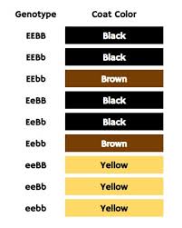 labrador colors the secrets of labrador color inheritance