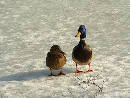 Birds Of Central Illinois Untitled Pets Animals Explore