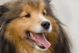 How To Choose The Best Dog Breed For Your Family Howstuffworks