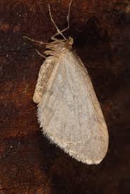 Image result for Operophtera fagata