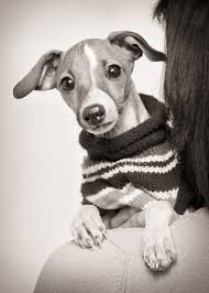 Black And White Italian Greyhound Puppy Sweater Weather Italian Greyhound Puppy Dogs Greyhound Italian Greyhound Cute Animals