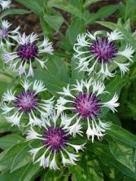 While their spikes are very colorful, they are not as fragrant as other types of. Centaurea Amethyst In Snow Garden Housecalls Perennials Plants Unusual Flowers