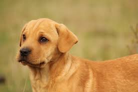 We do know that there are hundreds of other female dog names, however we have picked out only the ones that we feel would be good yorkie names. 350 Girl Dog Names A Z Labrottie Com