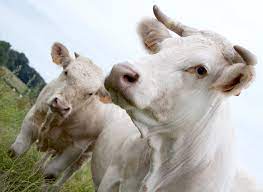 Charolais Deltagro