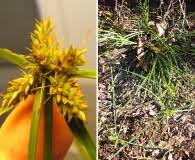 Image result for Cyperus cuspidatus