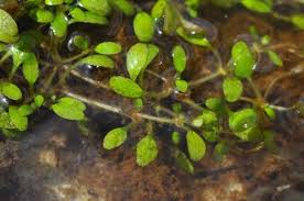 Image result for Elatinaceae