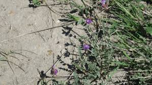 Image result for Buchnera chimanimaniensis