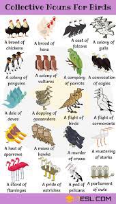 Bird names translation list of birds by common name group names for birds historical patterns of avian taxonomy obsolete names for birds of north america international ornithological committee. Animal Group Names 250 Collective Nouns For Animals 7esl English Vocabulary English Language Learning Collective Nouns