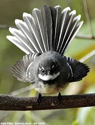 Fantail Or Piwakawaka My Absolute Favourite Native New Zealand Bird So Many Of These At Wilks Love Em Funny Bird Pictures Funny Birds Bird Pictures