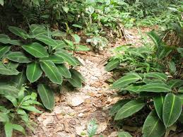 Image result for Halopegia