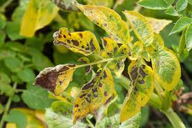 In these cases, the leaves start to become pale, then they turn yellow potato leafhoppers are one of the most dangerous pests for cucumber plants. Magnesium Deficiency In Potatoes Alan Buckingham