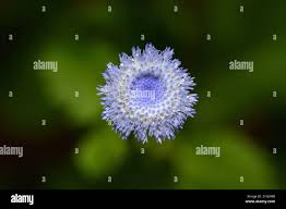 Image result for Crassocephalum picridifolium